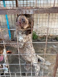 Lagotto romagnolo