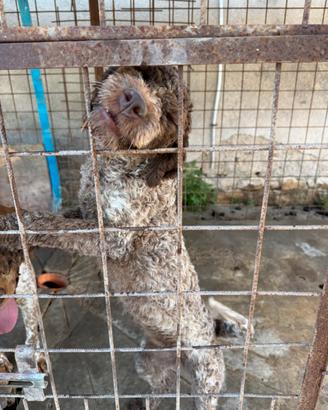 Lagotto romagnolo