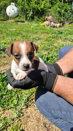 Jack russell terrier