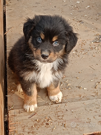 Cucciolo pastore australiano
