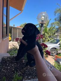 Cuccioli di Labrador retriever con Pedigree Enci