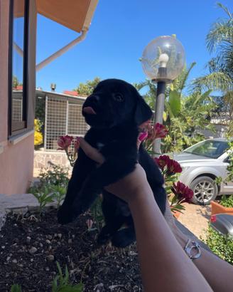 Cuccioli di Labrador retriever con Pedigree Enci