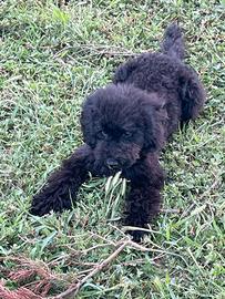 cuccioli di barboncino 