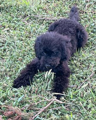 cuccioli di barboncino 