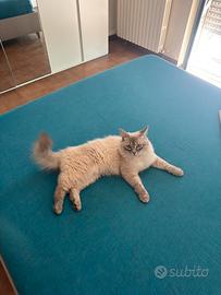 Gatto siberiano per monta