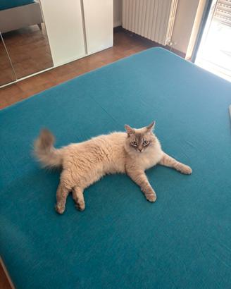 Gatto siberiano per monta