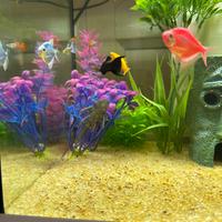 Guppy