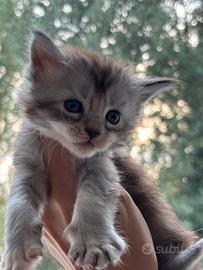 Maine Coon