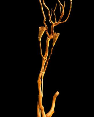Piantana