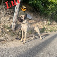 Disponibili cuccioli di kangal