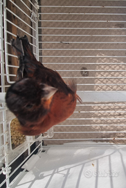 Canarini nero cobalto rosso