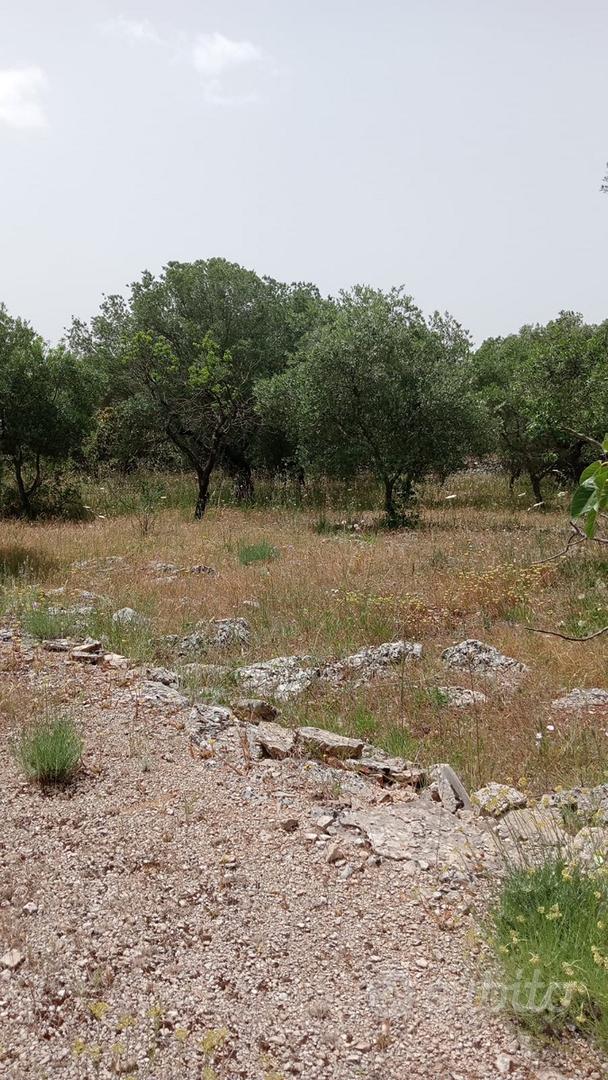 Terreno rustico in agro di Martina Franca - Altro