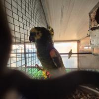 Pappagalli che parlano allevati a mano