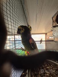 Pappagalli che parlano allevati a mano