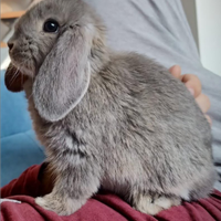Coniglio nano ariete