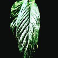 spathiphyllum diamond variegata