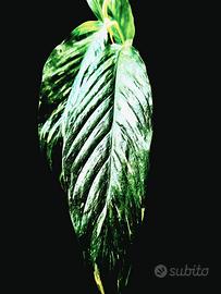 spathiphyllum diamond variegata