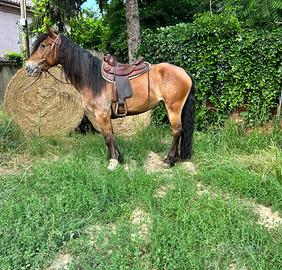 Cavallo