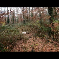 Ambrofellis Nesy setter femmina completa 6 anni