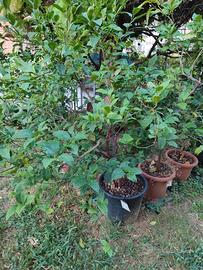 piante di agrumi: Rarissimo ARANCIO ARCOBAL
