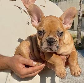 Bulldog francese