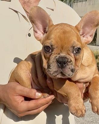 Bulldog francese