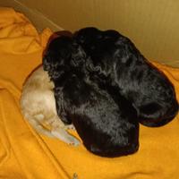 Cuccioli di barboncino nano