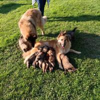 Pastore belga tervueren