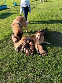 Pastore belga tervueren