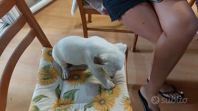 Cuccioli di Jack russel