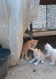 Gatti nati a giugno