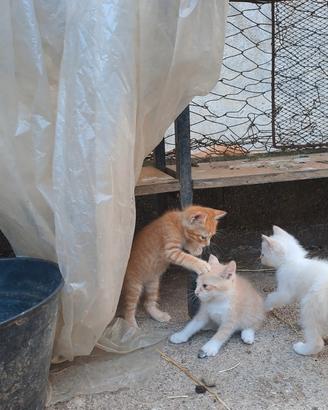 Gatti nati a giugno