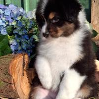 Cuccioli di pastore australiano