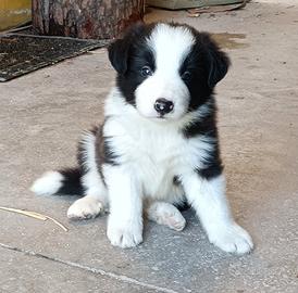 Cucciolo di Border Collie