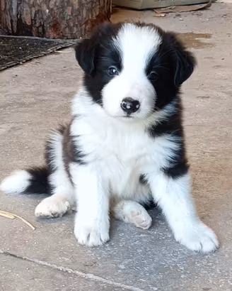 Cucciolo di Border Collie