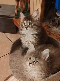 Gattini Maine Coon