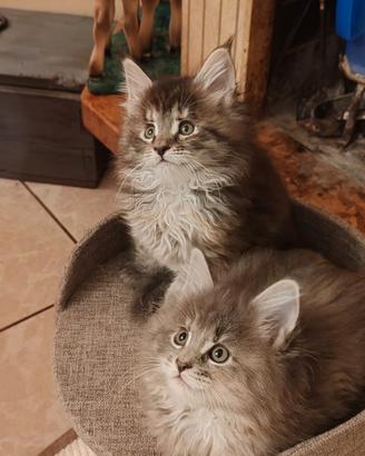 Gattini Maine Coon