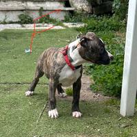 Cuccioli Amstaff