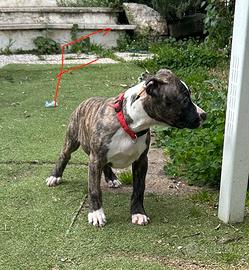 Cuccioli Amstaff