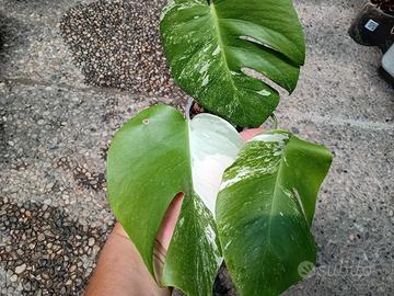pianta di monstera albo variegata 