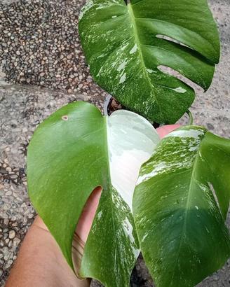 pianta di monstera albo variegata 