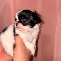 Chihuahua maschietto