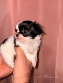 Chihuahua maschietto