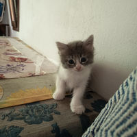 Gattini svezzati 2 mesi