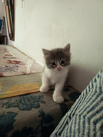 Gattini svezzati 2 mesi