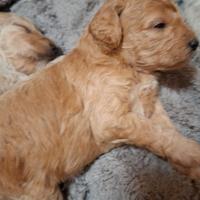 Cuccioli di barboncino nano