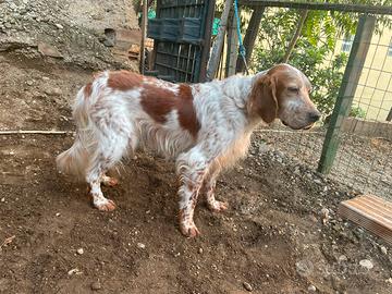 setter inglese