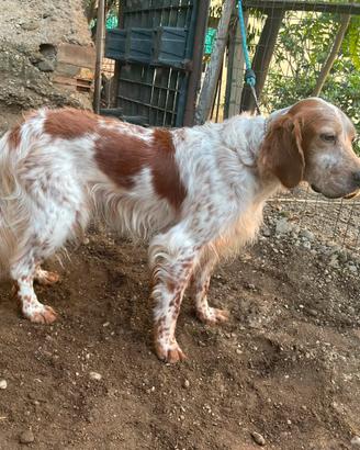 setter inglese