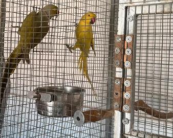 Coppia di collari mutati più nido