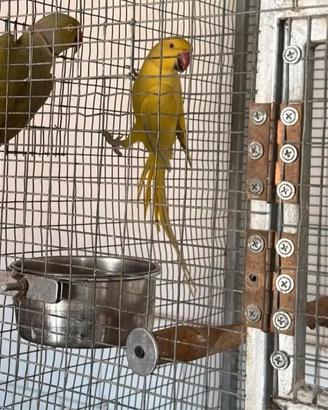 Coppia di collari mutati più nido